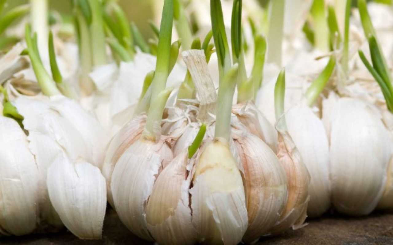 Cet ail aide à lutter contre un problème qui touche des millions de Français. Les scientifiques n'ont aucun doute à ce sujet.