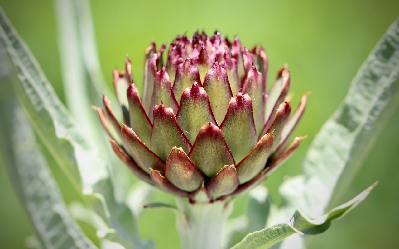 Il n'y a pas de meilleur légume pour votre foie et vos intestins paresseux. Mangez-le à la place des pommes de terre, cela vous aidera à perdre du poids.