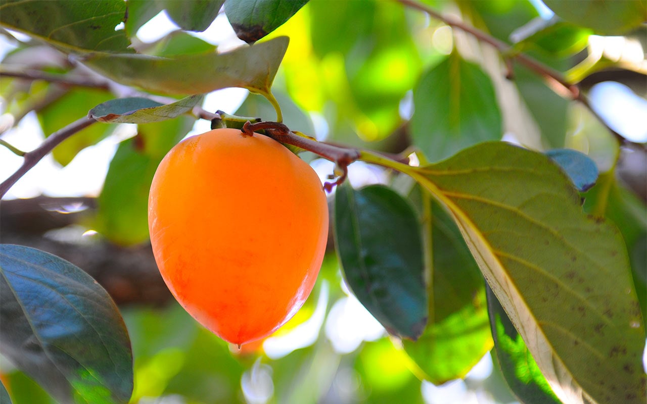 Peu de gens le savent, mais il existe deux types de kaki, et chacun d'eux a sa propre méthode de nettoyage.