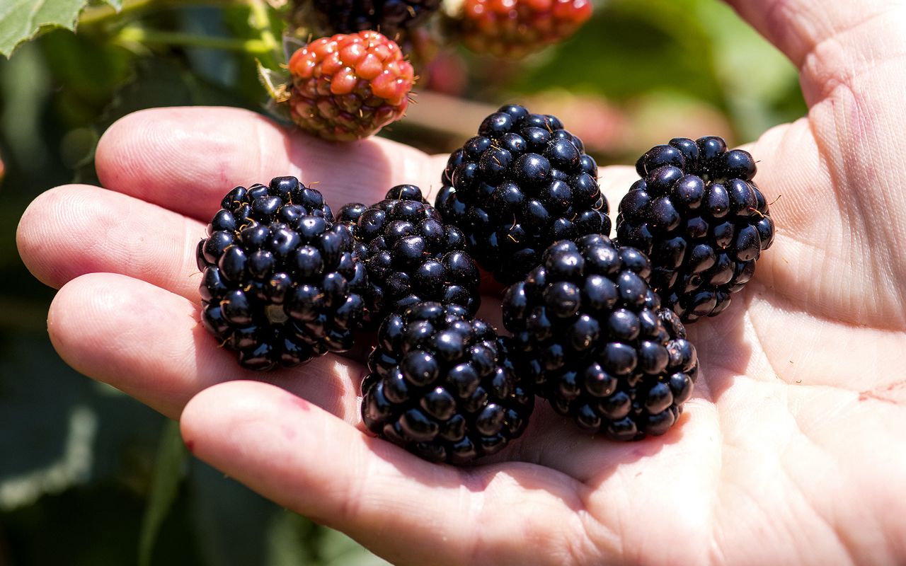 Ce n'est ni une framboise ni une mûre. On trouve ce fruit dans les jardins et les parcs. C'est un vrai délice, bon pour le cœur.