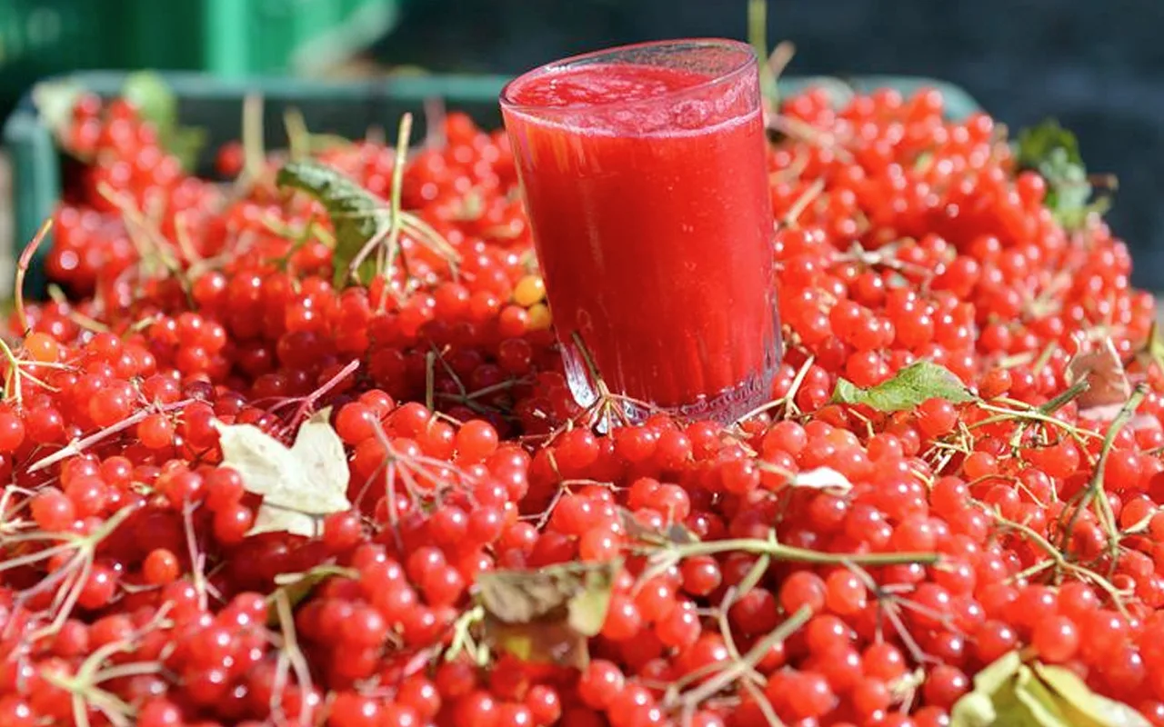 Le peuple l'appelle « l'élixir de jeunesse » : ce fruit, qui pousse dans des conditions naturelles, est désormais disponible sur le marché.